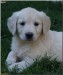 2007_10_18_13_51_16_zlaty_retriever1.jpg