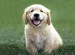 golden-retriever-puppy.jpg